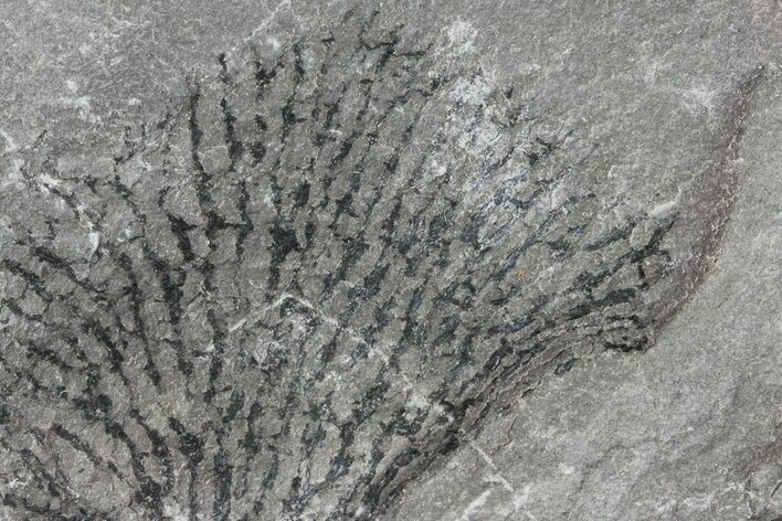 Graptolite (Dictyonema) Plate - Rochester Shale, NY #68902